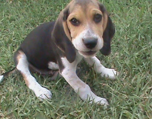 Kitto es mi engreído, nunca se llena; quiere pasar todo el día comiendo, es un cachorrito muy cariñoso y jugueton; y siempre está en la cocina a la hora de preparar el almjuerzo a ver si cae algo al piso para comerselo al instante. 